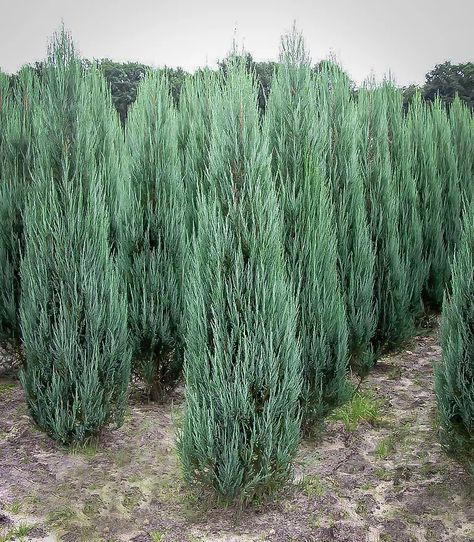 Blue Arrow Upright Juniper Juniper Blue Point, Blue Chip Juniper, Blue Skyrocket Juniper, Blue Arrow Juniper, Hetzi Columnaris Juniper, Framing Doorway, Blue Arrow, Italian Cypress, Juniper Tree