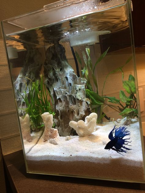 5 gallon kitchen crown tail betta tank 2 Gallon Betta Fish Tank Ideas, 5 Gallon Betta Aquascape, Boho Fish Tank Decor, Betta Tank Themes, 3 Gallon Betta Tank, Cool Betta Fish Tank Ideas, 5 Gallon Planted Betta Tank, 5 Gallon Tank Ideas, 3 Gallon Fish Tank Ideas