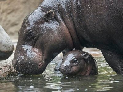 Making our way back to a more familiar way of life | Guernsey Press Baby Hippopotamus, African Rainforest, Pygmy Hippopotamus, Toronto Zoo, Cute Hippo, In The Zoo, Baby Animals Pictures, San Diego Zoo, Animal Habitats