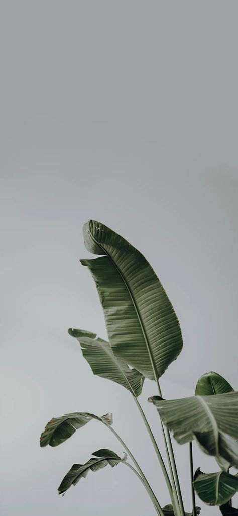 Background Aesthetic Homescreen, Indoor Plant Wallpaper, Business Aesthetic Wallpaper, Monstera Plant Wallpaper, Plant Wallpaper Iphone, Plant Wallpaper Aesthetic, Iphone Design Ideas, Iphone Aesthetic Layout, Iphone Wallpaper Plants