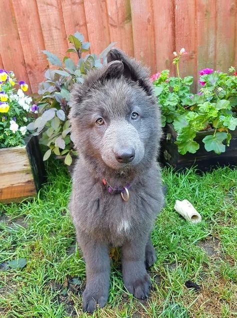 Shieva, the blue German Shepherd😍 Blue German Shepherd, Puppy Obedience Training, Positive Dog Training, Black German Shepherd, Yorkshire Terrier Puppies, Terrier Puppies, Sweet Dogs, Shepherd Puppies, German Shepherd Puppies