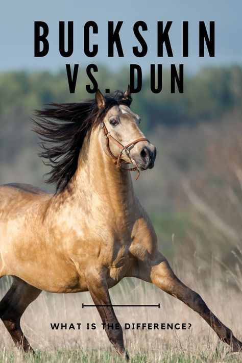 Buckskin and Dun are two horse coat colors. These two colors are often confused for each other. Learn the differences between the two. What makes a dun a dun and a buckskin a buckskin. Buckskin Quarter Horse, Horse Color Chart, Rare Horse Colors, Grulla Horse, Bay Horses, Horse Behavior, Buckskin Horse, Horse Dance, Horse Coat Colors