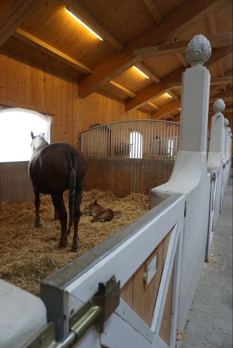 Foaling Stall Ideas, Horse In Stable, Luxury Horse Barns, Vogue Lifestyle, Horse Stalls Doors, Equestrian Stables, Equestrian Barns, Barn Layout, Horse Barn Designs