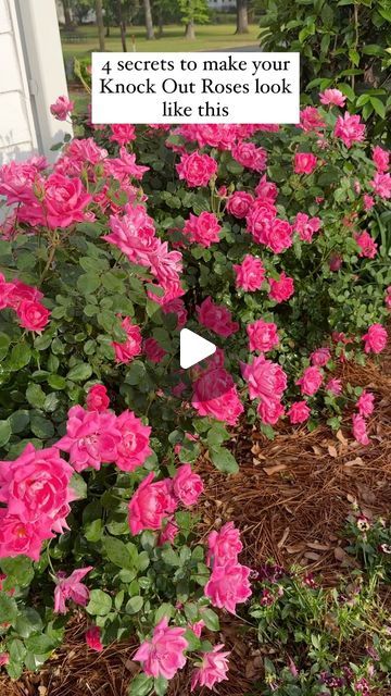 Sara McDaniel on Instagram: "Knock Out Roses are one of the EASIEST shrubs to grow and maintain. Plus they are an absolute showstopper! Here are my four best tips you can replicate to get the same results. (For reference I live in Zone 8.) (Comment ROSES & and I’ll send you a source for Knock Out Roses.)   🌸Knock Out Roses LOVE full sun! My roses sit along with south and west walls of my home and get at least 8 hours a day of sun. They soak up all that glorious heat and light and love it!   🌸With regular deadheading, my roses erupt between April and January (yes January) each year. They will bloom continuously until the temps really start to dip into the 30s and 40s.   🌸I love to use @miraclegro rose food to give them a little extra go go juice.  🌸 During the hot dry season, I use my s Knock Out Roses Landscape Ideas, Rose Bushes Landscape Front Yards, White Knockout Roses, Knockout Roses In Landscaping, Roses In Front Of House, Rose Bushes Landscape, When To Plant Roses, Rose Garden Ideas, Double Knockout Roses