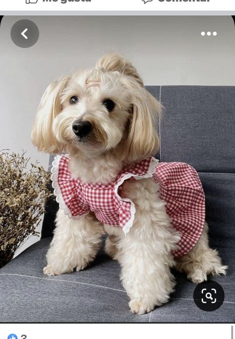 Pet Clothes Patterns, Dog Wedding Outfits, Dog Clothes Patterns Sewing, Small Dog Dresses, Dog Clothes Diy, Cute Dog Clothes, Puppy Dress, Small Dog Clothes, Dog Clothes Patterns