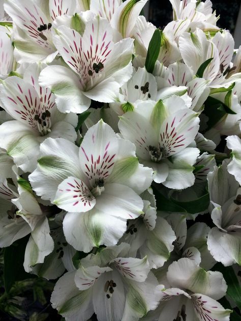 Virginia White Alstroemeria! Very cheep flower! And I feel they are the closest thing to orchids, which are by far the most expensive. Alstroemeria White, White Alstroemeria, Alstroemeria Flower, Peruvian Lilies, Flower Guide, Patio Landscaping, Green Flowers, Cut Flowers, Patio Garden