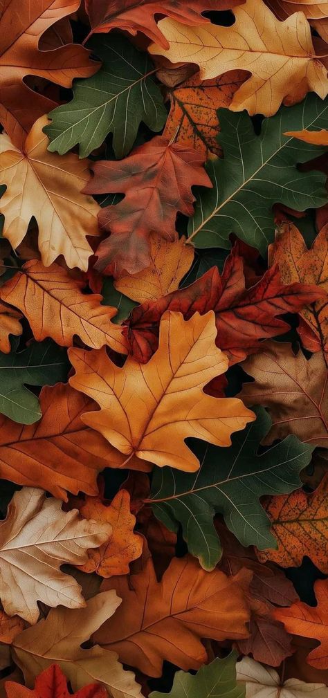 October Phone Wallpaper, Spooky Backgrounds, Autumn Phone Wallpaper, Autumn Looks, Whatsapp Wallpapers Hd, The Best Wallpapers, Fall Wallpapers, Autumn Wallpaper, Beautiful Leaves