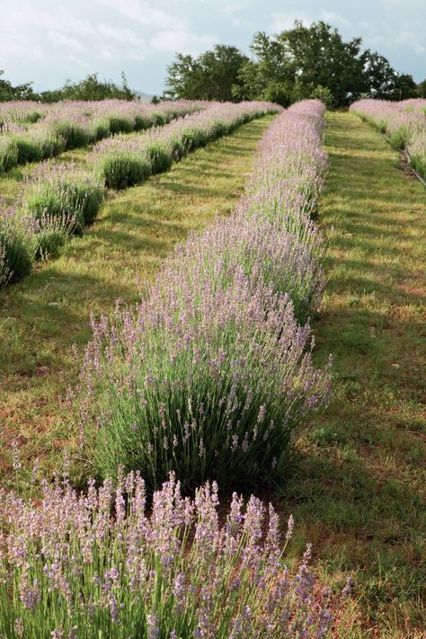 8. Smell Lavender Medina River, Bald Cypress Tree, Texas Hill Country Wedding, Country Photography, Texas Hills, Hill Country Wedding, House On The Rock, Country Landscaping, Cypress Trees