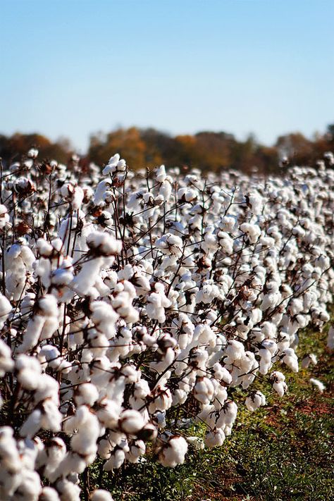 Alabama Cotton fields. Grow Cotton, Cotton Textiles, Cotton Farm, Cotton Photography, Cotton Picking Pictures, Cotton Aesthetic, Cotton Plant Aesthetic, Pictures In Cotton Field, Cotton Feild Pics