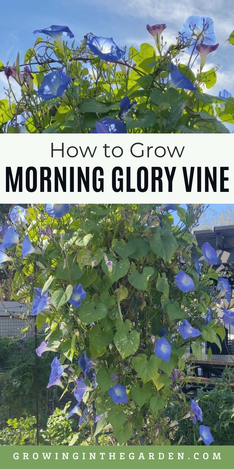 Morning Glory vines are frost-tender, perennial climbing vines and beautiful flowers that quickly overtake a trellis. This vine grows well from seed, and you can grow it in a container. Bees, butterflies, hummingbirds, and other pollinators are drawn to these striking flowers. Learn how to grow morning glory vine and add it to your garden. Climbing Flowering Vines, Perennial Flowering Vines, Flowers For Butterflies, Morning Glory Plant, Vine Ideas, Planting Vines, Morning Glory Seeds, Morning Glory Vine, Blue Morning Glory