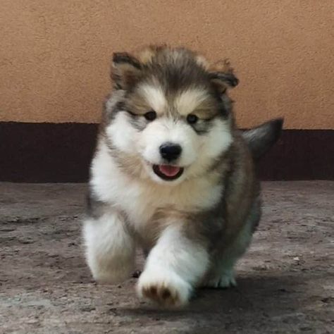 Alaskan malamute puppies for sale alaskan malamute price alaskan malamute giant malamute puppy siberian husky alaskan malamute weight alaskan malamute size giant alaskan malamute puppies for sale #alaskanmalamute #alaskanmalamutedog #alaskanmalamutesoninstagram #alaskanmalamutelovers #alaskanmalamute_photos #alaskamalamutelove #alaskanmalamutesofinstagram #alaskamalamutelover #alaskanmalamutesoftheworld #alaskanmalamutesofig #alaskanmalamutes #malamute Malamute Husky Puppy, Giant Alaskan Malamute Puppy, Giant Malamute, Alaskan Malamute Puppy, Giant Alaskan Malamute, Malamute Puppy, Alaskan Malamute Puppies, Malamute Husky, Baby Huskies