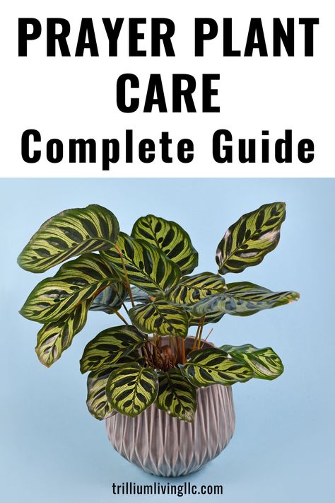 A prayer plant on a blue background with the text overlay: Prayer Plant Care Complete Guide Prayer Plant Care, Succulent Garden Indoor, Plant Care Instructions, Air Plants Care, Plant Propagation, Prayer Plant, Big Plants, Light Water, Beautiful Plants