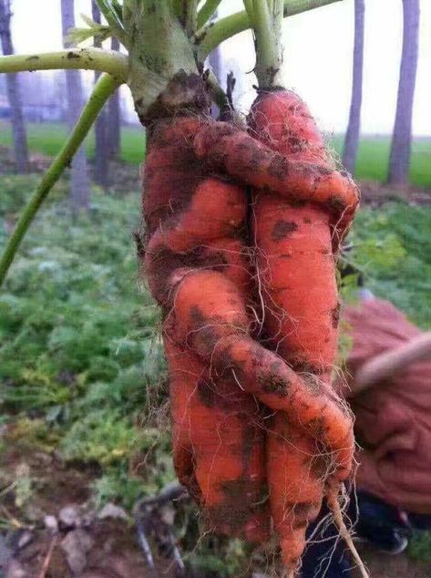 Weird Fruit, Funny Vegetables, Weird Plants, Funny Fruit, Weird Food, Weird Shapes, 웃��긴 사진, Baby Carrots, Fruit And Veg