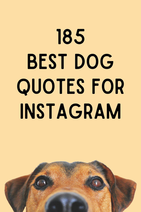 Are you searching for the top dog captions to use on Instagram? Few things can make us feel as happy as the unwavering devotion of a dog. Dog Puns Captions Instagram, Fall Dog Instagram Captions, Caption For Dogs Instagram Post, Dogs Quotes Meaningful, Dog Quotes Love Meaningful Short, Dog Quotes Short, Captions For Dog Pictures, Dog Birthday Quotes, Dog Captions For Insta