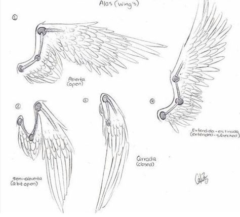 Wing reference pt. 1 ~<3 Wings From The Back, Drawing Wings, Some Drawings, Wings Drawing, Wings Art, Poses References, Art Poses, Drawing Tutorials, Drawing Base