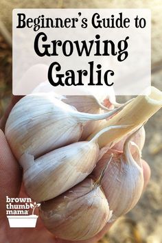 Gemüseanbau In Kübeln, Growing Garlic, نباتات منزلية, Garden Veggies, Veg Garden, Fence Landscaping, Have Inspiration, Home Vegetable Garden, Container Gardening Vegetables