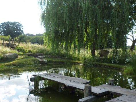 Farm Pond, Natural Swimming Ponds, Swimming Pond, Pond Landscaping, Natural Pond, Pond Design, Garden Pond, Ponds Backyard, A Pond