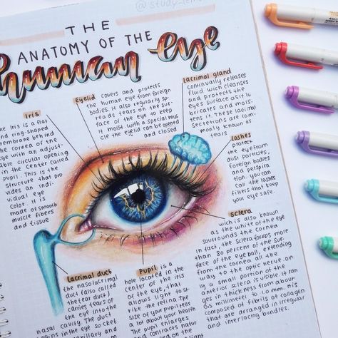 #prismacolor #art #eye #study Bujo Student, Eye Notes, Science Study, Eye Study, Medical Student Study, The Human Eye, Nursing School Notes, Medical School Studying, School Organization Notes