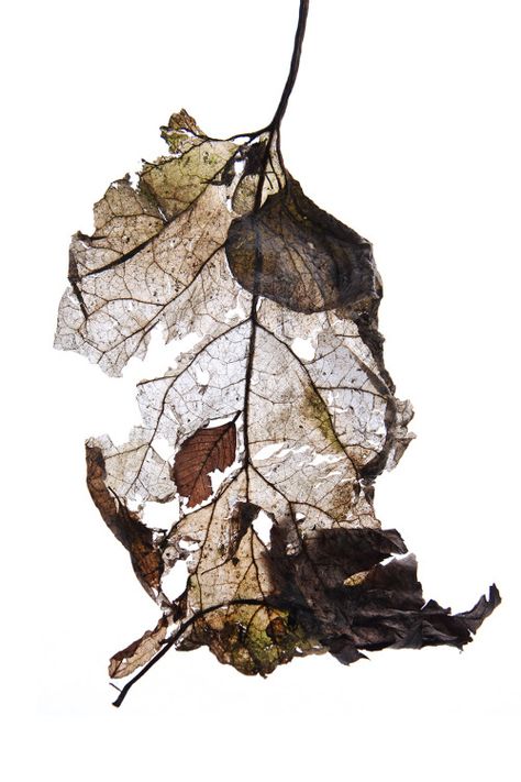 Mary Jo Hoffman, Decay Art, Growth And Decay, Desain Editorial, Organic Art, Nature Artwork, A Level Art, Natural Forms, Leaf Art