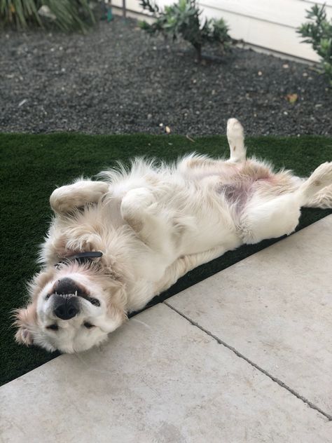 White Golden Retriever Aesthetic, Fluffy Golden Retriever, Golden Retriever Cream, English Cream Retriever, English Cream Golden Retriever Aesthetic, Cream Golden Retriever, White Golden Retriever, English Cream Golden Retriever, Golden Retriever English Cream