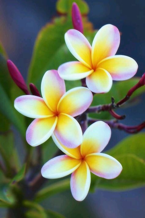 Fiori Frangipani, Deco Jungle, Flower Pot Design, Beautiful Flowers Photography, Plumeria Flowers, Kunst Inspiration, Lukisan Cat Air, Beautiful Flowers Pictures, Flower Aesthetic