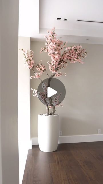 Plant Guy, Pink Cherry Blossom Tree, Modern Planter, Pink Cherry Blossom, Sakura Tree, Potted Trees, Blossom Tree, Pink Cherry, Cherry Blossom Tree