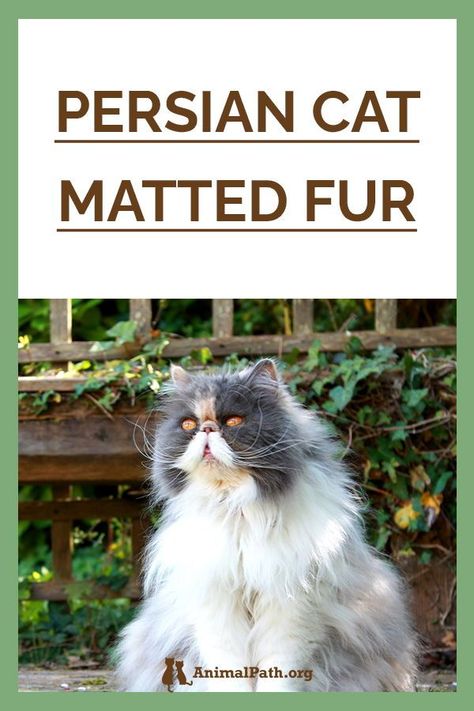 Haircuts For Persian Cats, Persian Cat Care Tips, Matted Cat Fur, Cat Health Remedies, Doll Face Persian Cat, Obese Cat, Cat Health Problems, Doll Faced Persian Cat, Cat Health Care