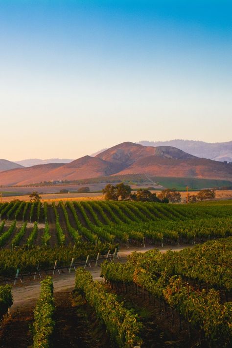 Napa Valley California Aesthetic, California Wine Country Aesthetic, Vineyard Astethic, California Valley Aesthetic, French Vineyard Aesthetic, Santa Ynez California, California Vineyard Aesthetic, Vineyard Branding, Napa Aesthetic