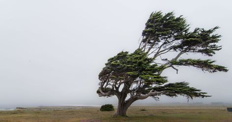 Snow Melt, New York Weather, Flood Warning, Windy Weather, Artificial Trees, Family Illustration, Storm Clouds, Sierra Nevada, Mirror Image