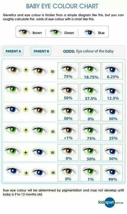 Eye color probability chart Baby Eye Color Chart, Eye Color Chart Genetics, Baby Eye, Eye Color Chart, Blue Eyed Men, Eye Chart, Baby Eyes, Hair Color Chart, Rustic Colors