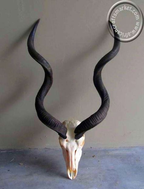 Kudu skull Tattoo Animal Skull, Kudu Skull, Kudu Horns, Animals Skull, Antelope Skull, Animal Horns, Blue Wildebeest, Skull Rose Tattoos, Skull Reference