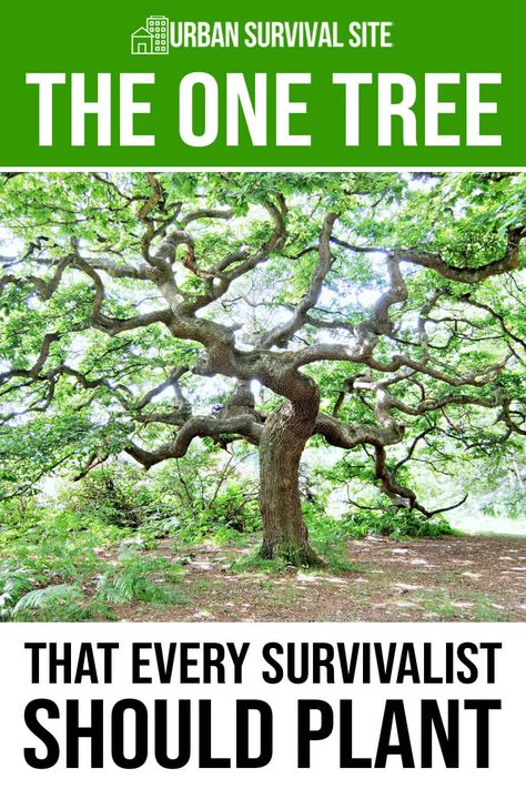 Many trees provide nutrition, medicine, and firewood. But which tree is the best? We answer this by examining several trees and ranking them. Prepper Items, Primitive Skills, Off Grid Survival, Living Off The Grid, White Pine Tree, Survival Hacks, Going Off The Grid, Survival Skills Life Hacks, Homesteading Skills