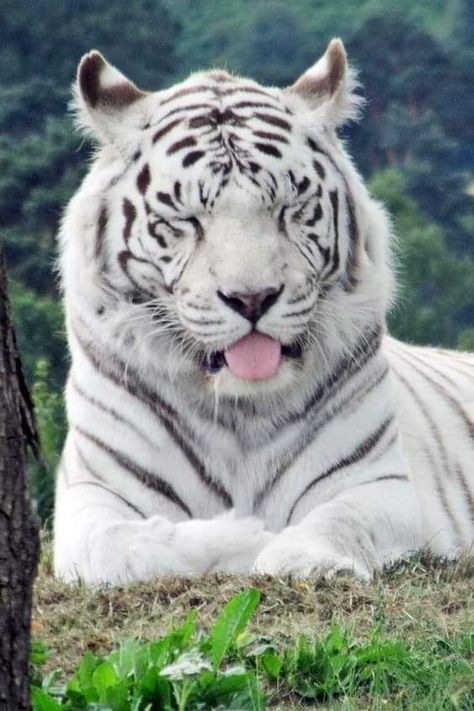 Tiger Pic, Galactik Football, White Lions, White Tigers, Tiger Pictures, Black Jaguar, Cute Kawaii Animals, Pet Tiger, Cute Tigers