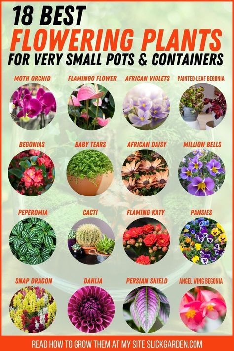 18 Best Flowering Plants For Very Small Pots & Containers. When choosing small pot plants, look for ones that do not grow to about 12-15 inches or more. You may also want to look for plants that do not have particularly large roots, or if you do not transfer them to large pots they will not be easily rooted. There are lots of beautiful plants to choose from that will stay small and work great in small pots. Plants For Planters, Easiest Flowers To Grow, Small Flowering Plants, Snapdragon Flowers, Small Clay Pot, Patio Design Ideas, Modern Patio Design, Smelling Flowers, Small Pots