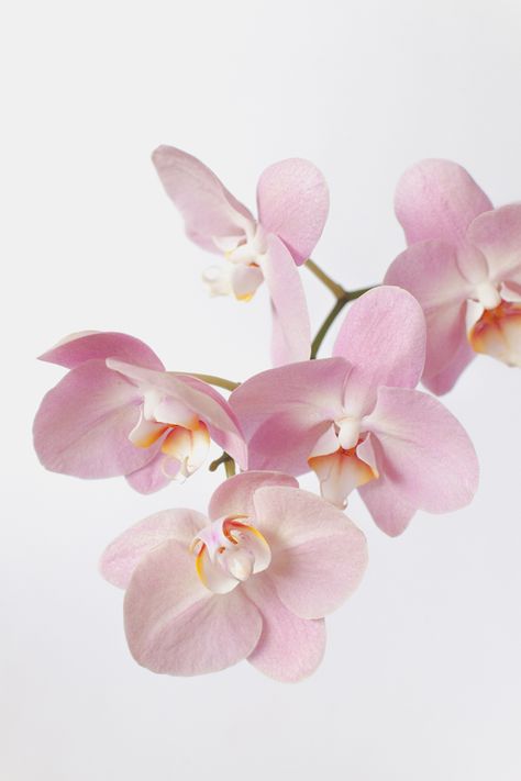 pink orchids close up Orchid Centerpieces Wedding, Orchid Flower Tattoos, Orchid Illustration, Orchid Wallpaper, Orchid Drawing, Repotting Orchids, Illustration Rose, Oncidium Orchids, Orchid Photography