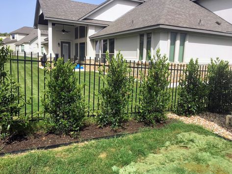 Top 10 Trees and Shrubs for Privacy - Lisa's Landscape & Design Screen Trees Privacy, Privacy Tree Landscaping, Tree Fence Ideas, Privacy Trees Along Fence, Privacy Landscaping Between Houses, Landscaping For Privacy, Best Trees For Privacy, Privacy Shrubs, Landscaping Fence