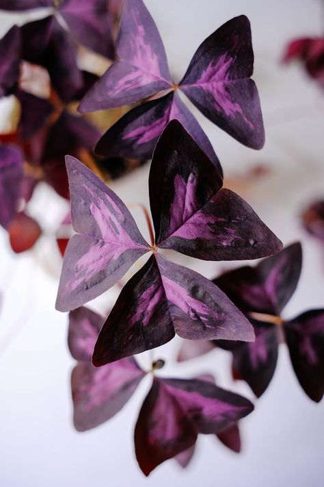 Leaf Mould, Purple Shamrock, Oxalis Triangularis, Butterfly Plant, Purple Foliage, Plant Bulbs, Butterfly Plants, Purple Plants, Ornamental Plants