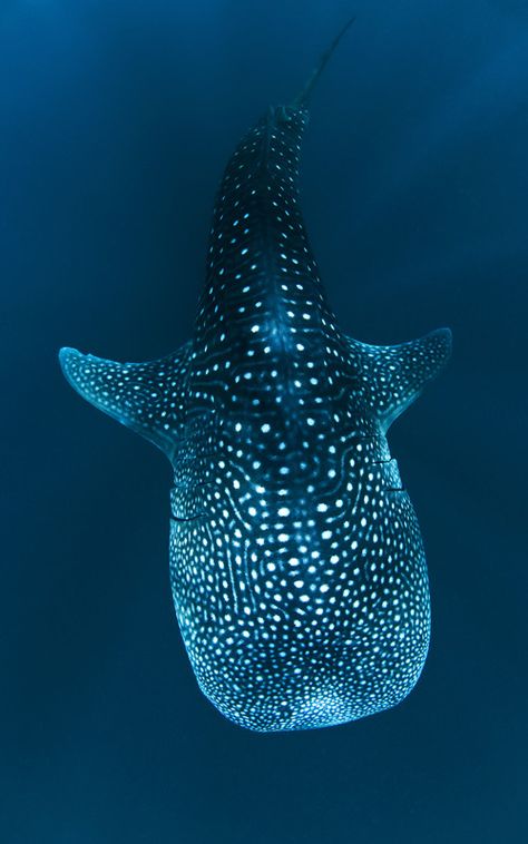 Characteristics of whale shark. Undersea Creatures, Cabo Trip, Cabo Vacation, Image Of Fish, Life Aquatic, Beautiful Sea Creatures, Water Animals, Underwater Creatures, Underwater Life