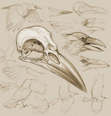 Just that center skull is gorgeous. Would look great with a single rose. Animal Skull Drawing, Skull Reference, Skull Sketch, Animal Skeletons, Crow Skull, Animal Skull, Bird Skull, Skull Drawing, Scientific Illustration