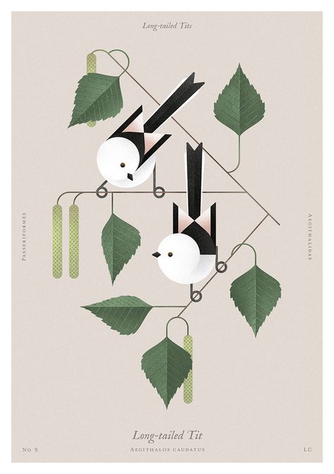 Beauty of birds on Behance Nature Illustrations, Gig Poster, Bird Graphic, Bird Quilt, Soyut Sanat Tabloları, Nature Collection, Plant Illustration, Bird Illustration, Nature Illustration