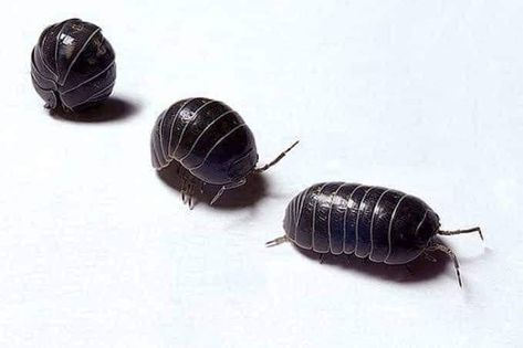 Potato bugs Pill Bugs, Potato Bugs, Pill Bug, Bug Tattoo, Bug Boy, Cool Bugs, Creepy Crawlies, Arthropods, Little Critter