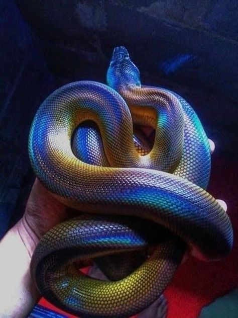 Colorful And Mesmerizing Snakes (16 Pics) - I Can Has Cheezburger? Cool Snakes, Colorful Snakes, Pretty Snakes, Python Snake, Cute Reptiles, Cute Snake, Reptile Snakes, Beautiful Snakes, Pet Snake