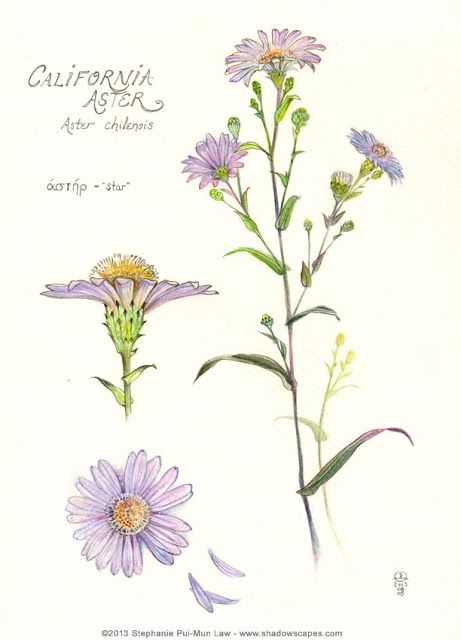 Midnight Ramblings: California Aster Aster Tattoo, Aster Flower Tattoos, Aster Flower, Birth Flower Tattoos, Flower Tattoo Sleeve, Trendy Flowers, Flower Tattoo Designs, Botanical Drawings, Birth Flowers