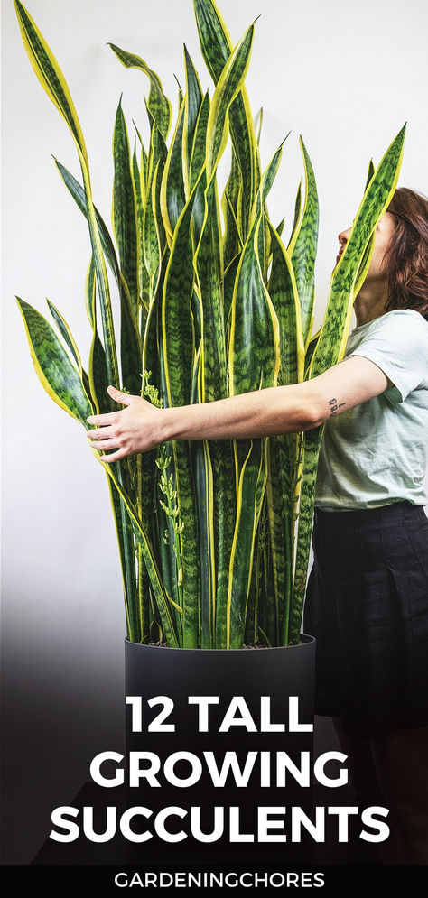 12 Tall Growing Succulents To Add Dramatic Height To Your Space Tall Succulents Plants Outdoor, Tall Succulents Plants, Tall Cactus Plants, Plant Advice, Tall Succulents, Tall Cactus, Dream Plants, Sansevieria Plant, Spider Plant