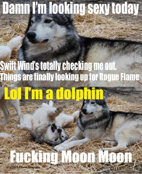 I'm a dolphin~moon moon Moon Moon Wolf, Moon Moon Wolf Funny, Moon Moon Memes, Baby Siberian Husky, Moon Moon, Funny Charts, Dog Jokes, Funny Puns Jokes, Funny Dog Memes