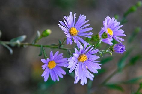 Symphyotrichum laeve (Smooth Aster, Smooth Blue Aster) | North Carolina Extension Gardener Plant Toolbox Aster Flower Photography, Nicole Mcdonald, Aster Arcadia, Pollinator Garden Design, Flower References, Aster Flowers, Printmaking Ideas, Floral Design Classes, Drought Tolerant Garden