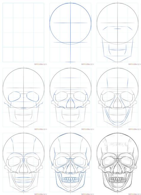 How To Skull Drawing, Skull For Drawing, Skull Drawing How To, How To Draw A Human Skull, Drawing The Skull, How To Draw Human Skeleton, Female Skull Reference, How To Sketch A Skull, Skull Sketch Tutorial