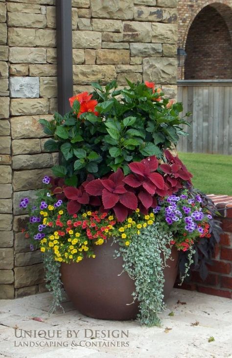 NGB Year of the Coleus: Coleus with hibiscus and calibrachoas and more Garden Rustic, Container Garden Design, نباتات منزلية, Large Flower Pots, Container Gardening Flowers, Cottage Gardens, Garden Containers, Outdoor Flowers, Funky Junk