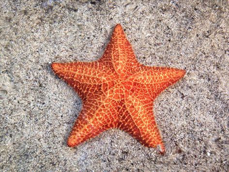 12 Surprising Facts About Starfish Starfish Reference, Starfish Facts, Types Of Starfish, Star Sea, Sea Stars, Stella Marina, Beautiful Sea Creatures, Architecture Tattoo, Star Fish