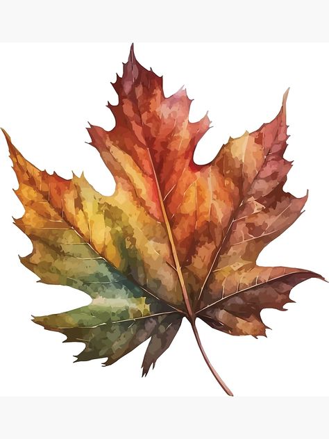 "An Autumn Maple Leaf - Watercolor Leaves and Trees" Art Print for Sale by GVRDesign | Redbubble Watercolor Maple Leaves, Maple Leaf Watercolor Paintings, Fall Cards Watercolor, Autumn Maple Leaves, Watercolour Autumn Leaves, Easy Fall Watercolor Ideas, Autumn Pictures Art, Watercolor Art Leaves, Autumn Watercolor Landscapes